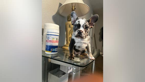 Arlington police looking for French Bulldog stolen during armed robbery