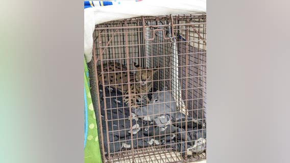 ‘Cocaine cat’ escaped owner, will now live at Cincinnati Zoo