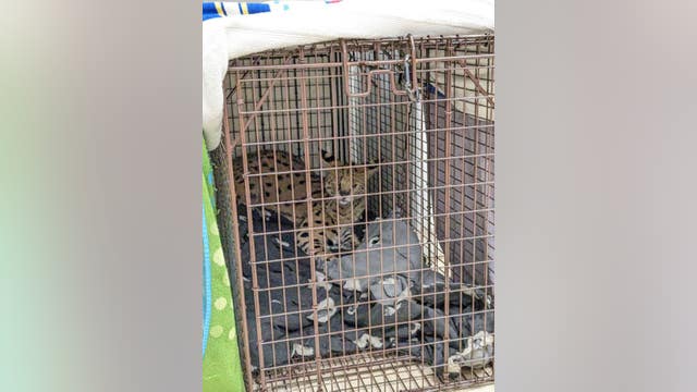 ‘Cocaine cat’ escaped owner, will now live at Cincinnati Zoo