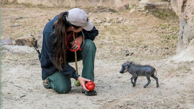 Dallas Zoo welcomes baby warthog