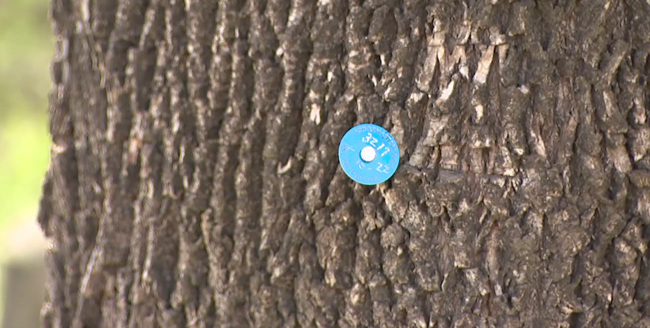 Dallas taking steps to stop destructive beetle from attacking ash trees