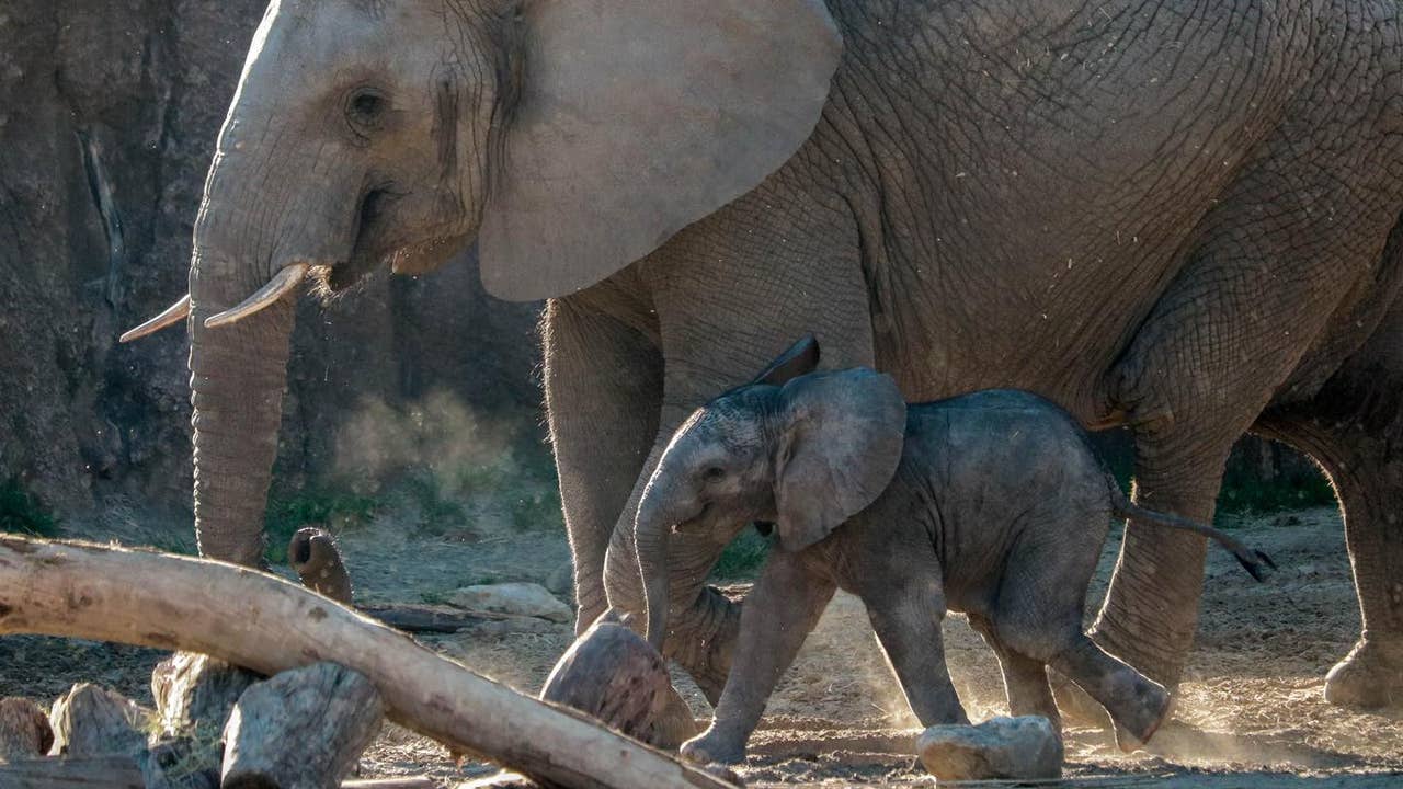 Baby Elephant Makes Debut at Fort Worth Zoo – NBC 5 Dallas-Fort Worth