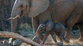 Dallas Zoo's baby elephant makes first public appearance