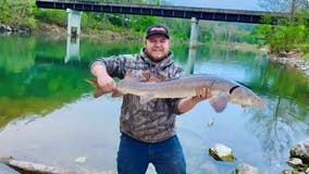 Check it out: Man catfishing in Missouri snags 4-foot prehistoric fish instead