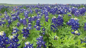 Texas bluebonnets already blooming in North Texas