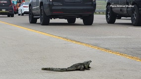 Plano drivers report seeing an alligator on the road. It wasn't quite what they thought.