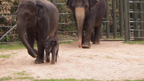 Fort Worth Zoo's baby elephant makes public debut