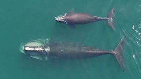 Endangered whale spotted swimming with calf in rare footage
