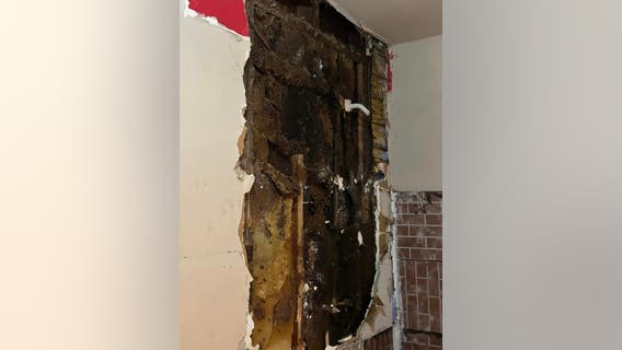 Huge beehive uncovered in Johnson County home, occupants attacked