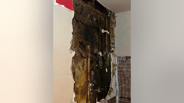 Huge beehive uncovered in Johnson County home, occupants attacked