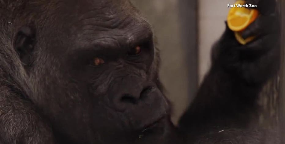 World’s oldest silverback gorilla turns 52 at Fort Worth Zoo