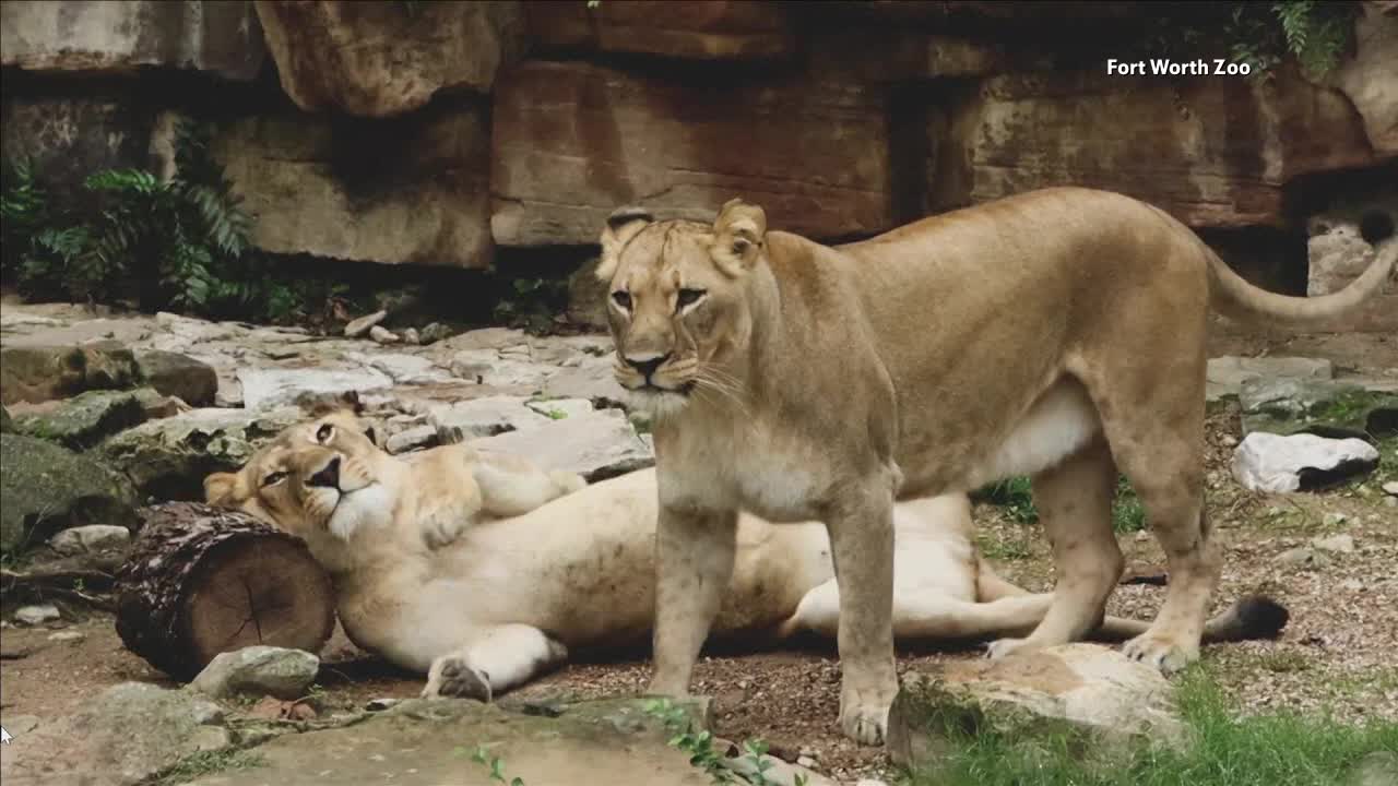 Fort Worth Zoo's lions and tigers returning in new exhibit FOX 4