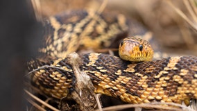 Fort Worth Zoo releases rare snakes into the wild