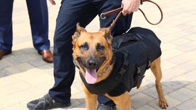 North Richland Hills police K9 Luka Dogcic gets new ballistic vest from donation