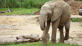 Dallas Zoo elephant dies