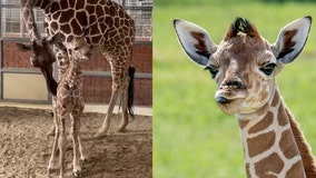 Dallas Zoo, Fossil Rim baby giraffes named