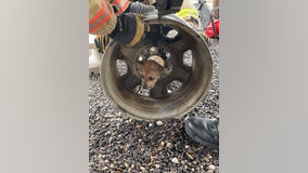 Dallas Fire Rescue saves puppy who got head stuck in tire rim