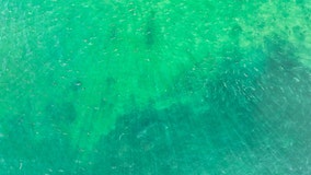 Spot the white shark! Many can't in this photo taken off Cape Cod