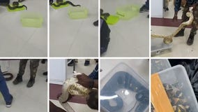 22 snakes, 1 chameleon found in check-in baggage by Indian customs officials