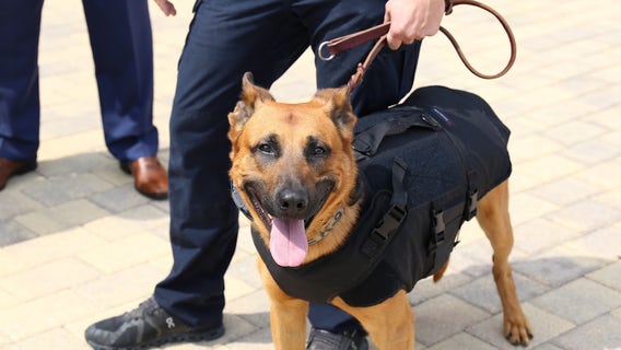 North Richland Hills police K9 Luka Dogcic gets new ballistic vest from donation