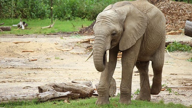 Dallas Zoo elephant dies