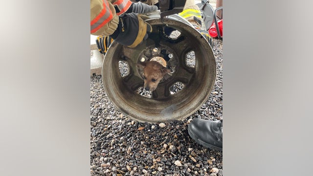 Dallas Fire Rescue saves puppy who got head stuck in tire rim