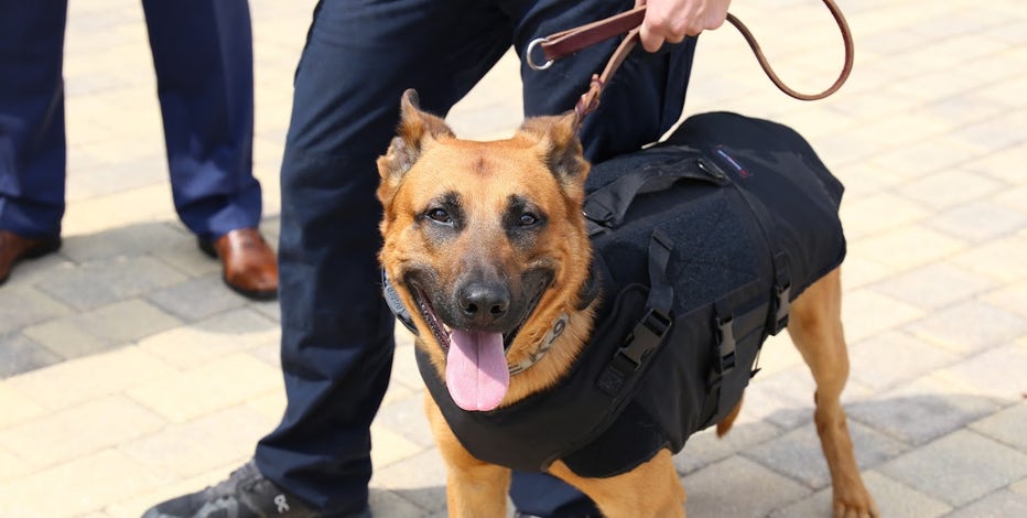 North Richland Hills police K9 Luka Dogcic gets new ballistic vest from donation