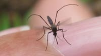 West Nile Virus: Mosquitoes test positive in 2 North Texas cities