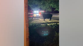 Bull returned to owner after getting loose in Denton