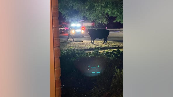 Bull returned to owner after getting loose in Denton