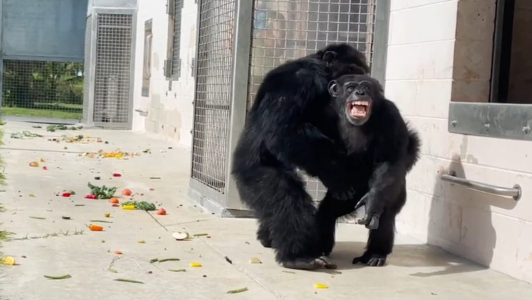 chimp.jpg