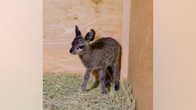 Adorable baby klipspringer born at the Dallas Zoo