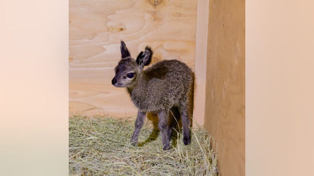 Adorable baby klipspringer born at the Dallas Zoo