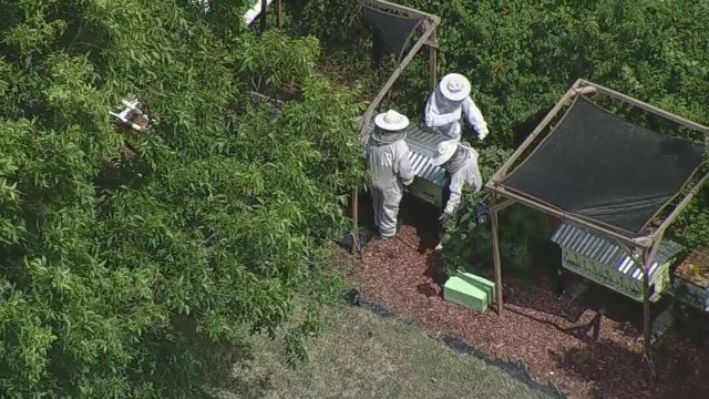 79-year-old beekeeper's death under investigation in White Settlement after fire