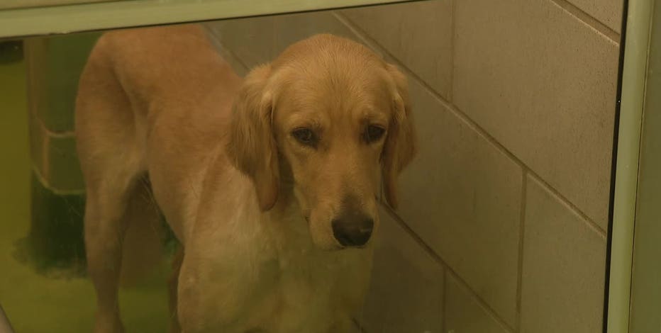 Dallas Animal Services expects surge in pets in need of shelter. It is already over capacity.