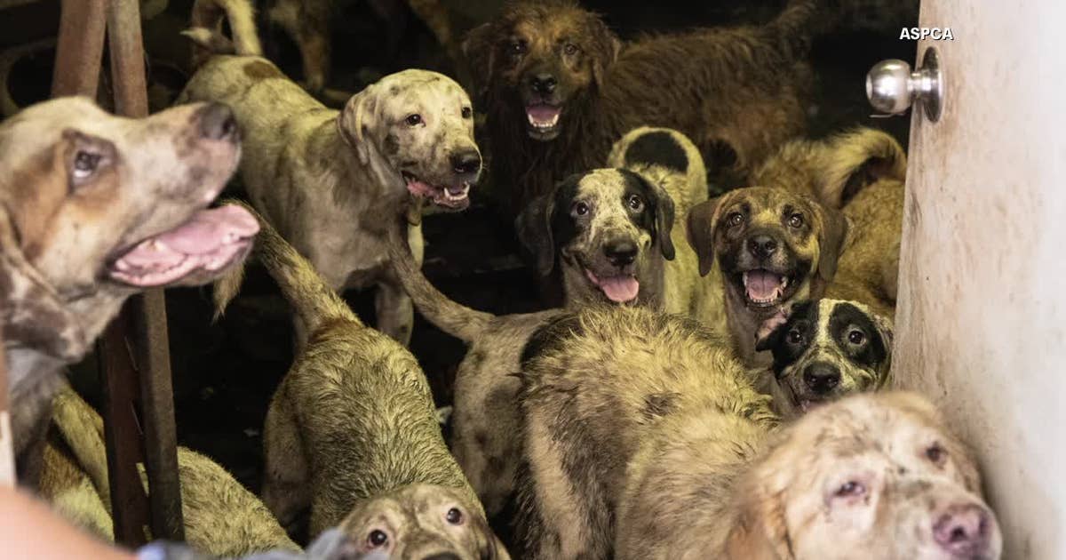 100+ animals rescued during animal cruelty investigation in Midlothian ...