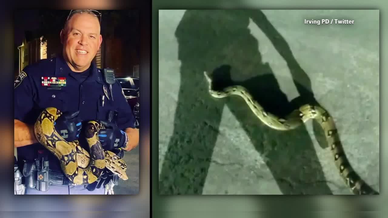 Irving police's 'Snake Whisperer' captures 8-foot python that escaped ...