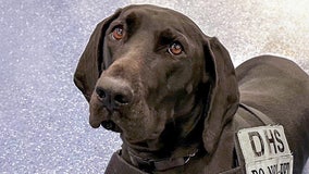 TSA’s 2023 cutest canine announced: Meet Dina