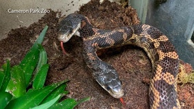 Two-headed snake on display at Texas zoo