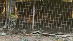 Tiger found in Oak Cliff during animal cruelty investigation