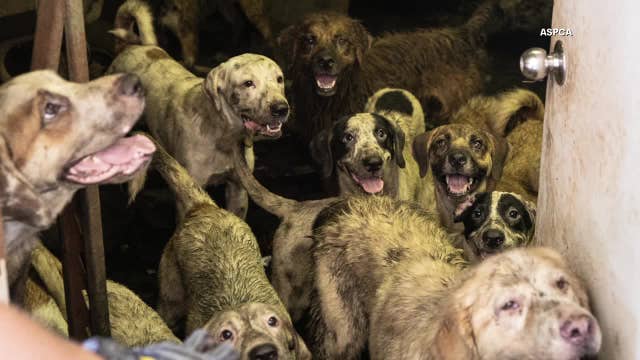 100+ animals rescued during animal cruelty investigation in Midlothian