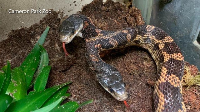 Two-headed snake on display at Texas zoo
