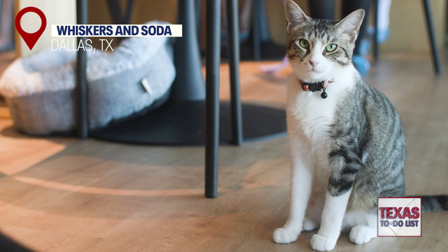 Texas To-Do List: Whiskers and Soda Cat Café