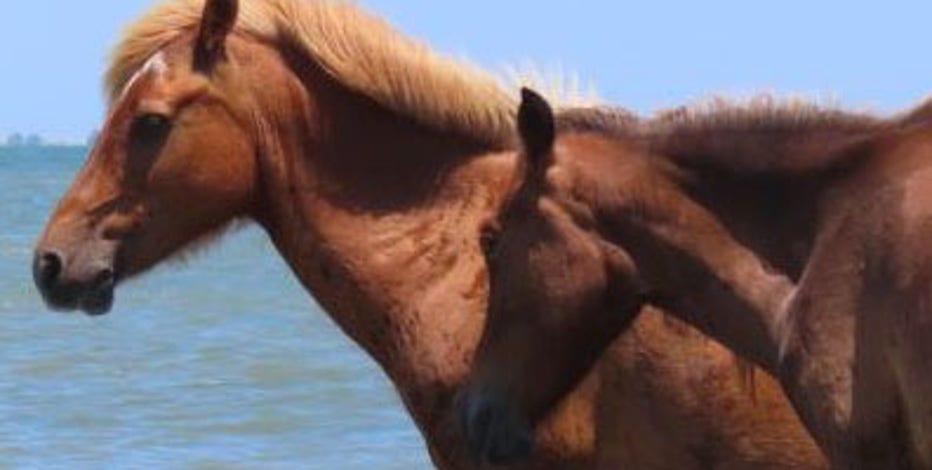 Deadly horse virus outbreak after Waco event prompts warnings from Texas ag commissioner