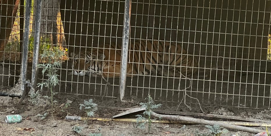 Tiger found in Oak Cliff during animal cruelty investigation