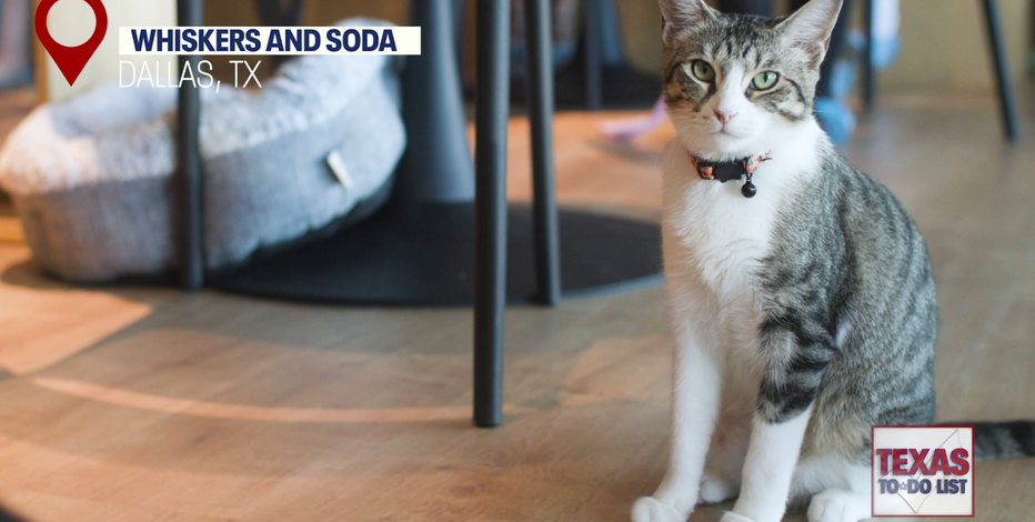 Texas To-Do List: Whiskers and Soda Cat Café