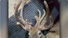 18-point doe stuns Missouri bow hunter after he bags possible record-setting deer
