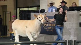 Hundreds of Texas students to show in Big Tex Youth Livestock Auction