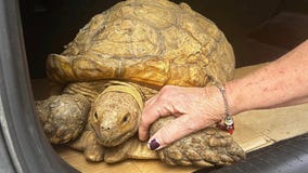 Tortoise lost for 3 years in Florida returns home after only 5-mile journey