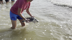 Sea turtles nursed back to health at SEA LIFE Grapevine return to ocean